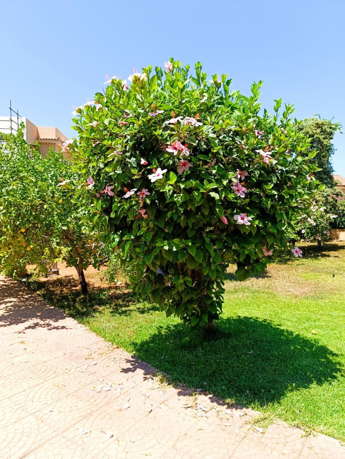 팔레르모 Casa In Giardino A Pochi Passi Dal Mare 빌라 외부 사진